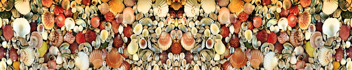 Фон из ракушек.