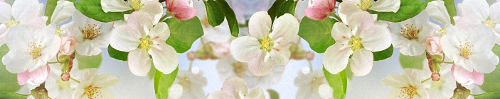 Цветы яблони и зеленые листья.