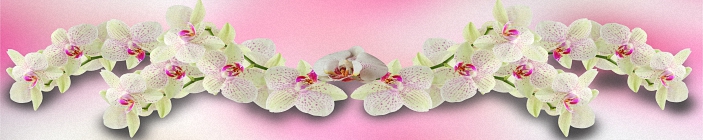 Цветы. Орхидея.