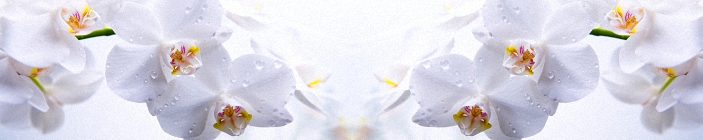 Цветы. Белая орхидея. Рисунок для скинали.