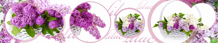 Рисунок для скинали. Цветы сирени.