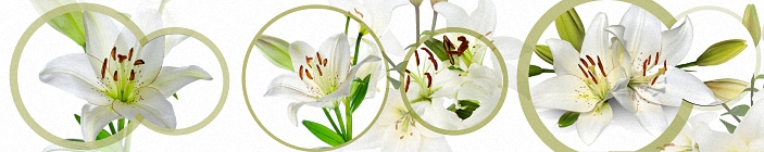 Скинали. Цветы белой лилии.