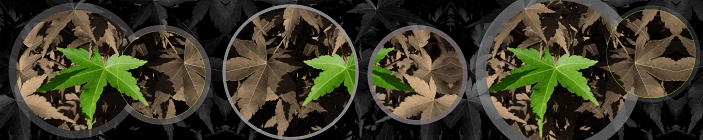 Скинали на кухню. Листья конопли на фоне в коричневых тонах.