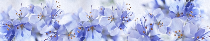 Голубые цветы. Скинали.