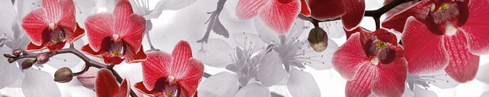 Скинали в красных тонах. Цветы орхидеи.