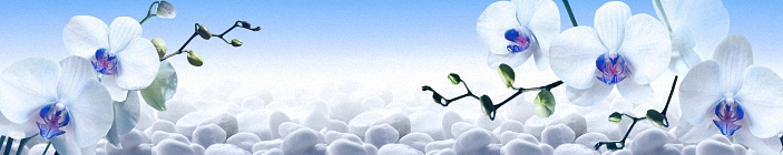 Скинали. Белые орхидеи, белые камни, голубой фон.