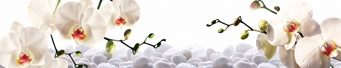 Скинали. Светло-бежевые орхидеи.