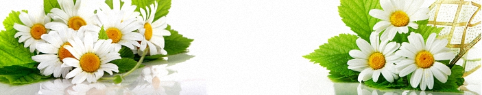 Скинали. Белые ромашки.