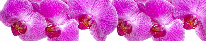 Скинали. Орхидеи.