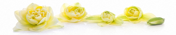 Скинали. Цветы на белом фоне.